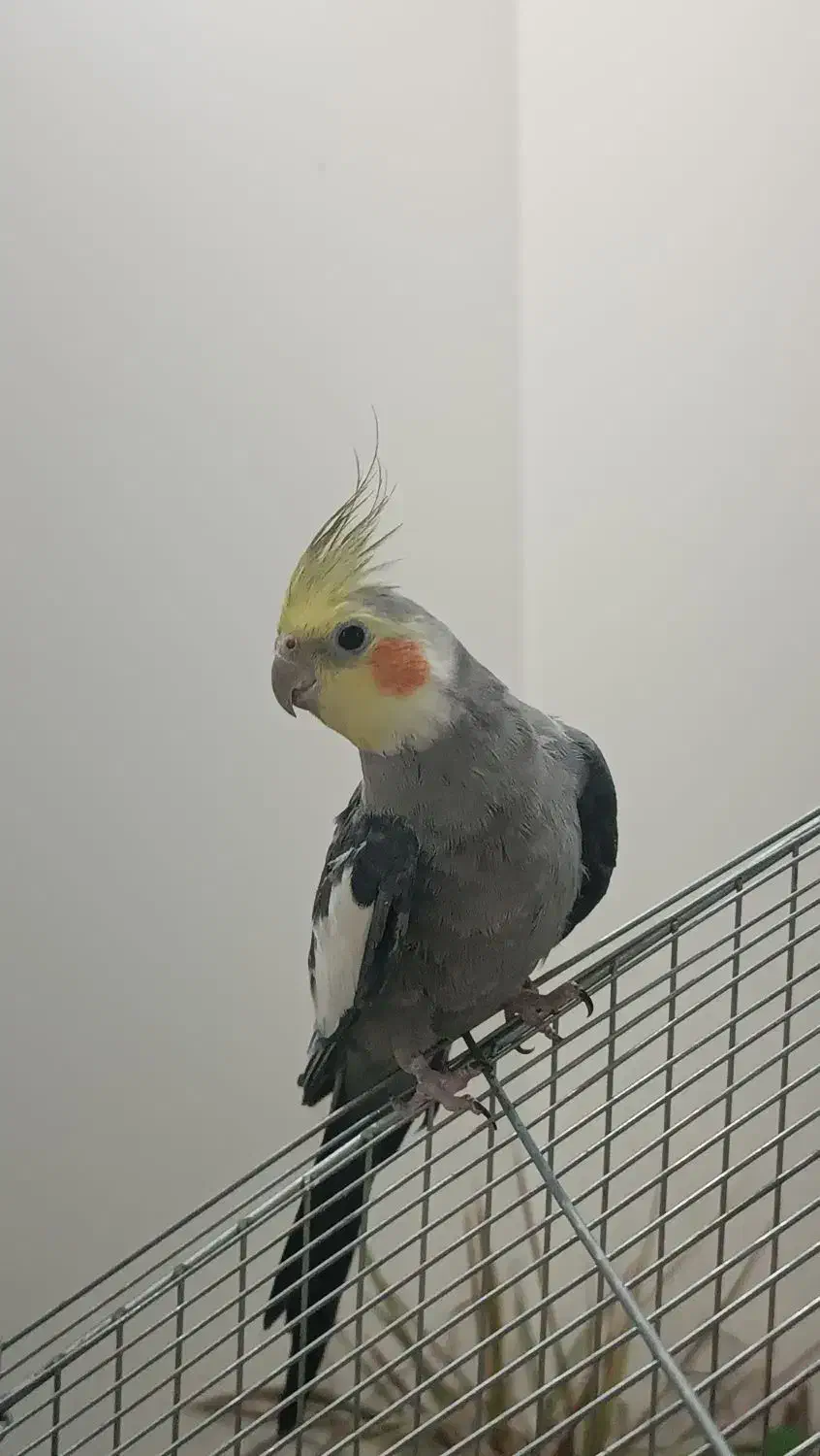 عروس هلندی نر|پرنده|شاهینشهر, شهرک گلدیس|دیوار