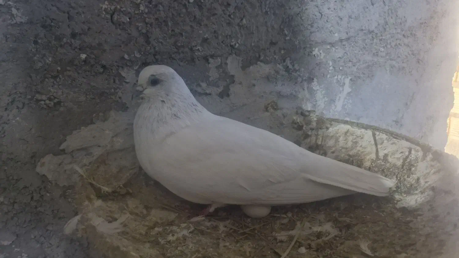 شیخ ابری درجه یک|پرنده|چمران, |دیوار