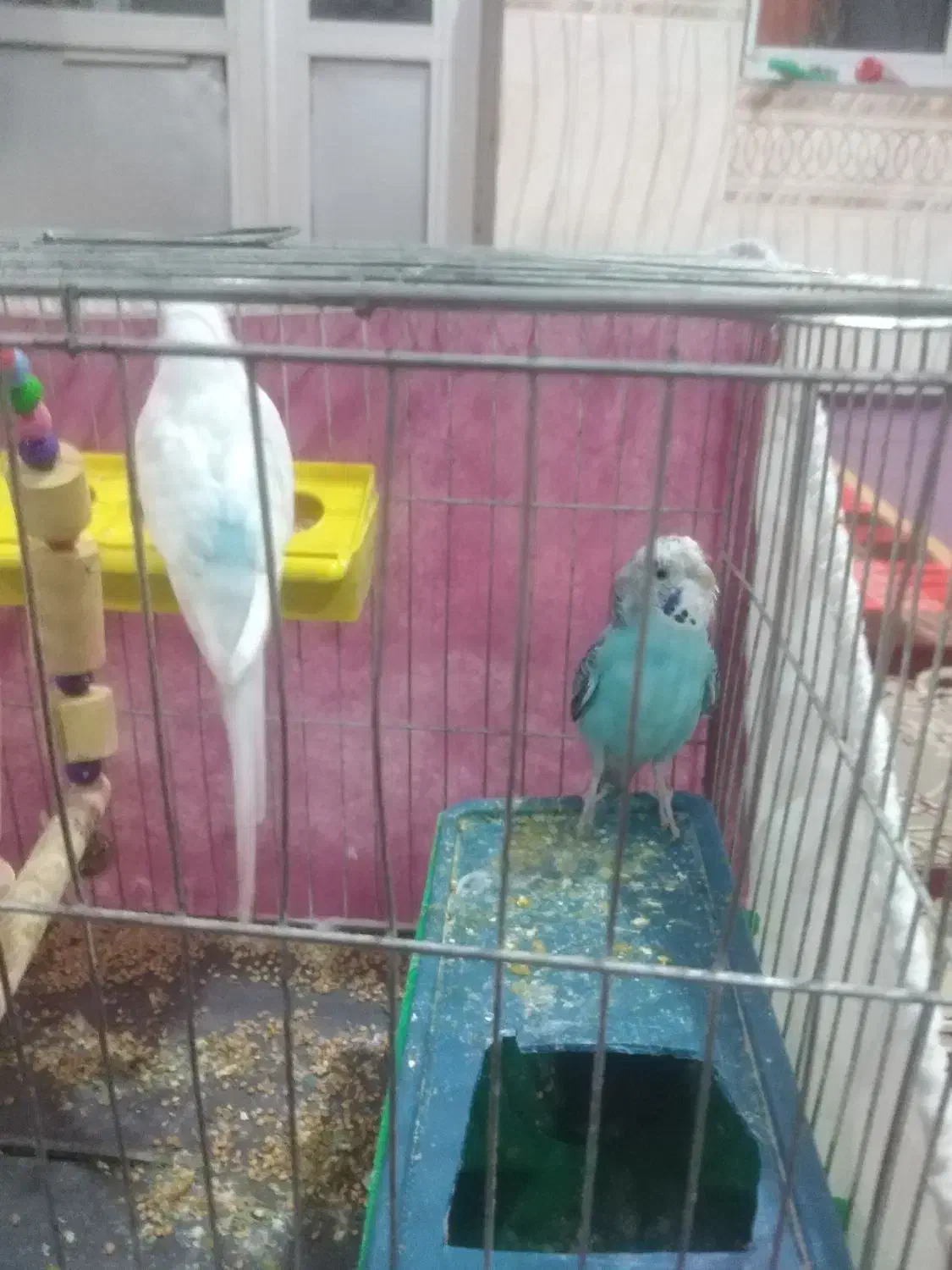 مرغ عشق سالم نر و ماده|پرنده|پارس‌آباد, |دیوار