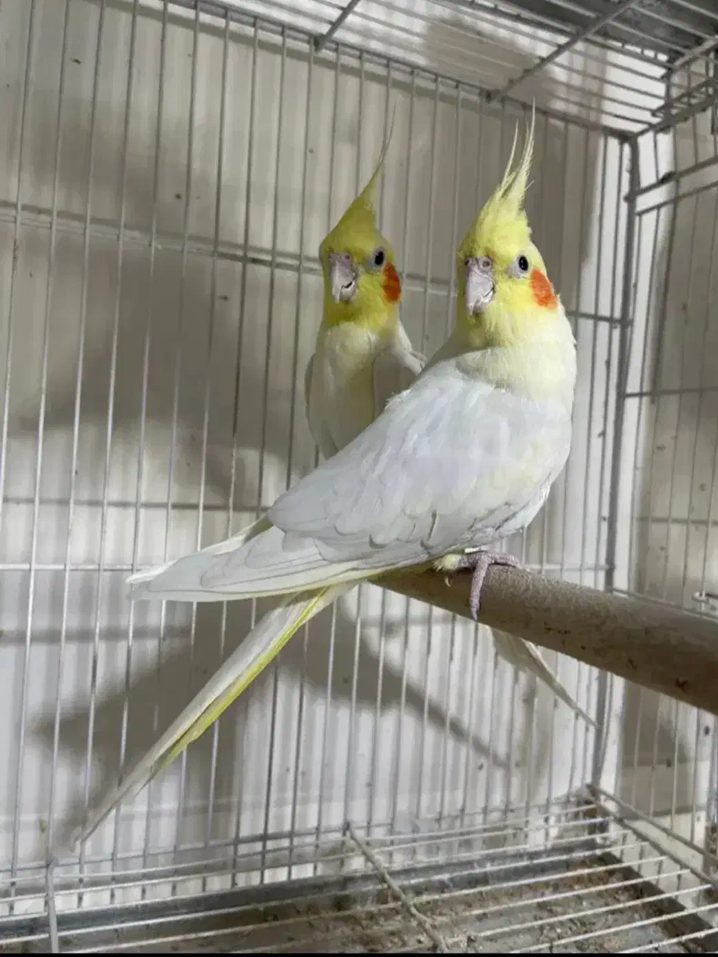 عروس هلندی|پرنده|گرمسار, |دیوار