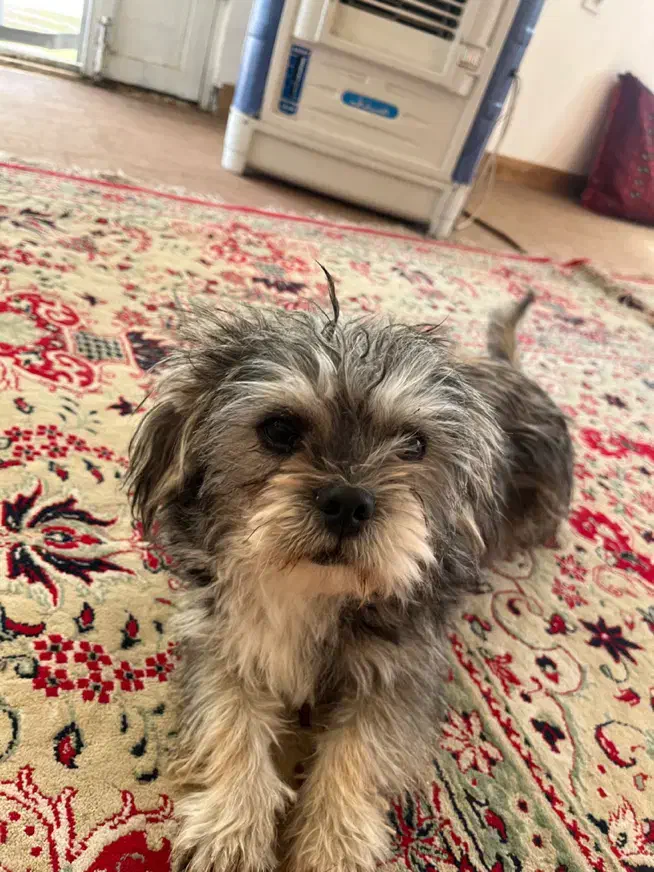 سگ شیتزو سوپر فلت|سگ|مشهد, شهید فرامرز عباسی|دیوار