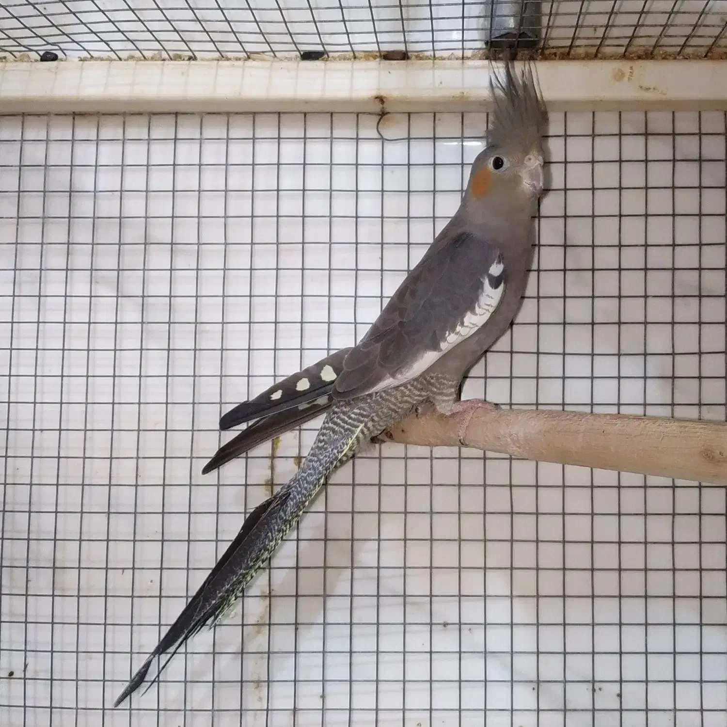 طوطی عروس بالغ وجفت|پرنده|بهبهان, |دیوار