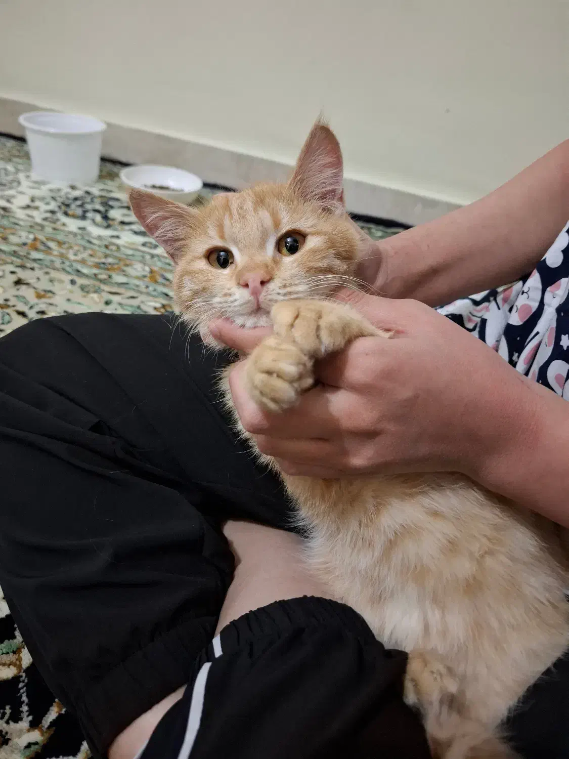 واگذاری گربه|گربه|اصفهان, سپاهان‌شهر|دیوار