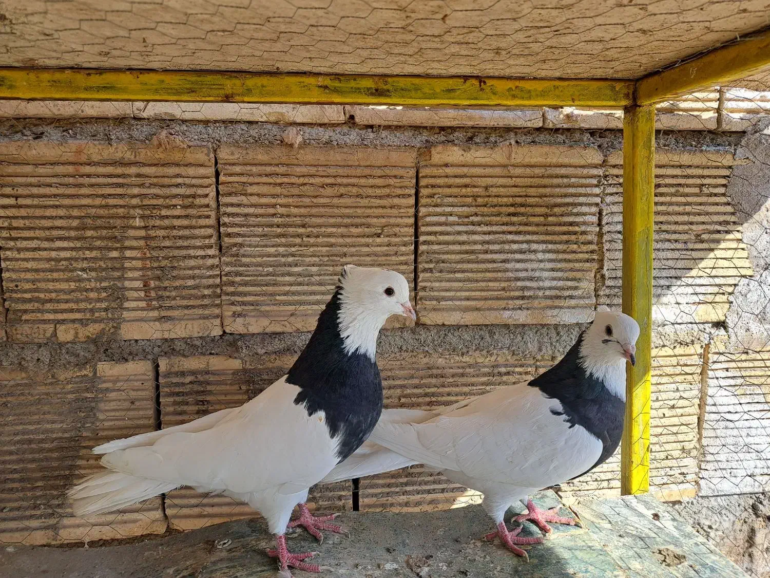 طوقی|پرنده|پیر بکران, |دیوار