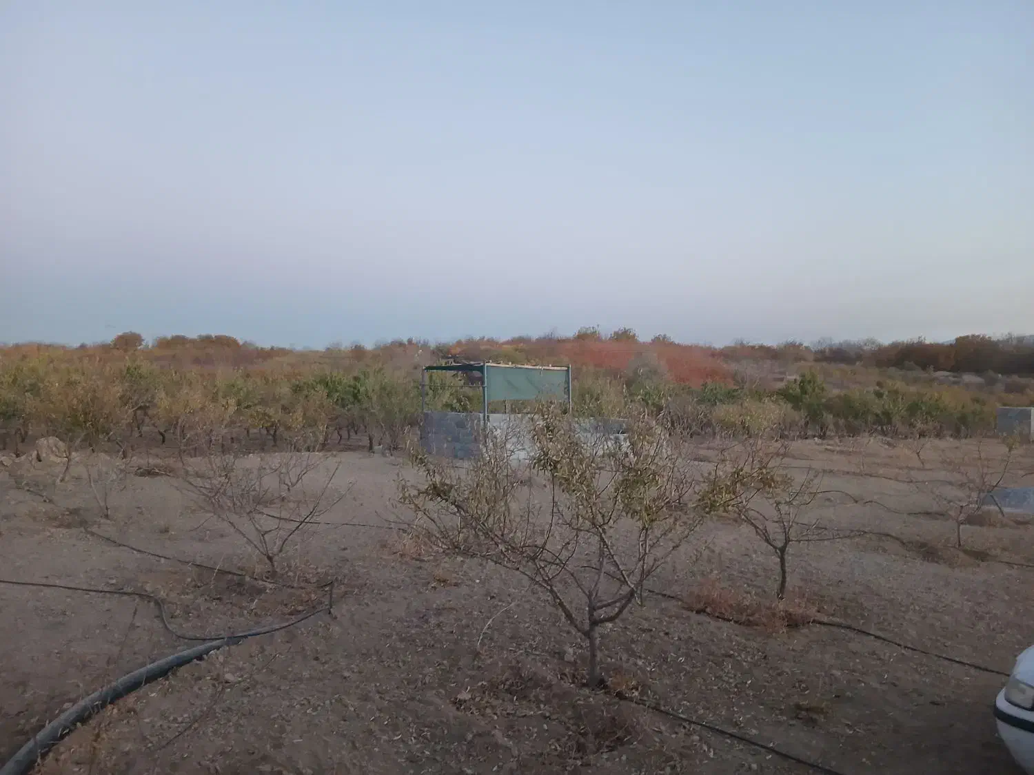 هرس و نظارت بر امور باغبانی|خدمات باغبانی و درختکاری|شهرکرد, |دیوار