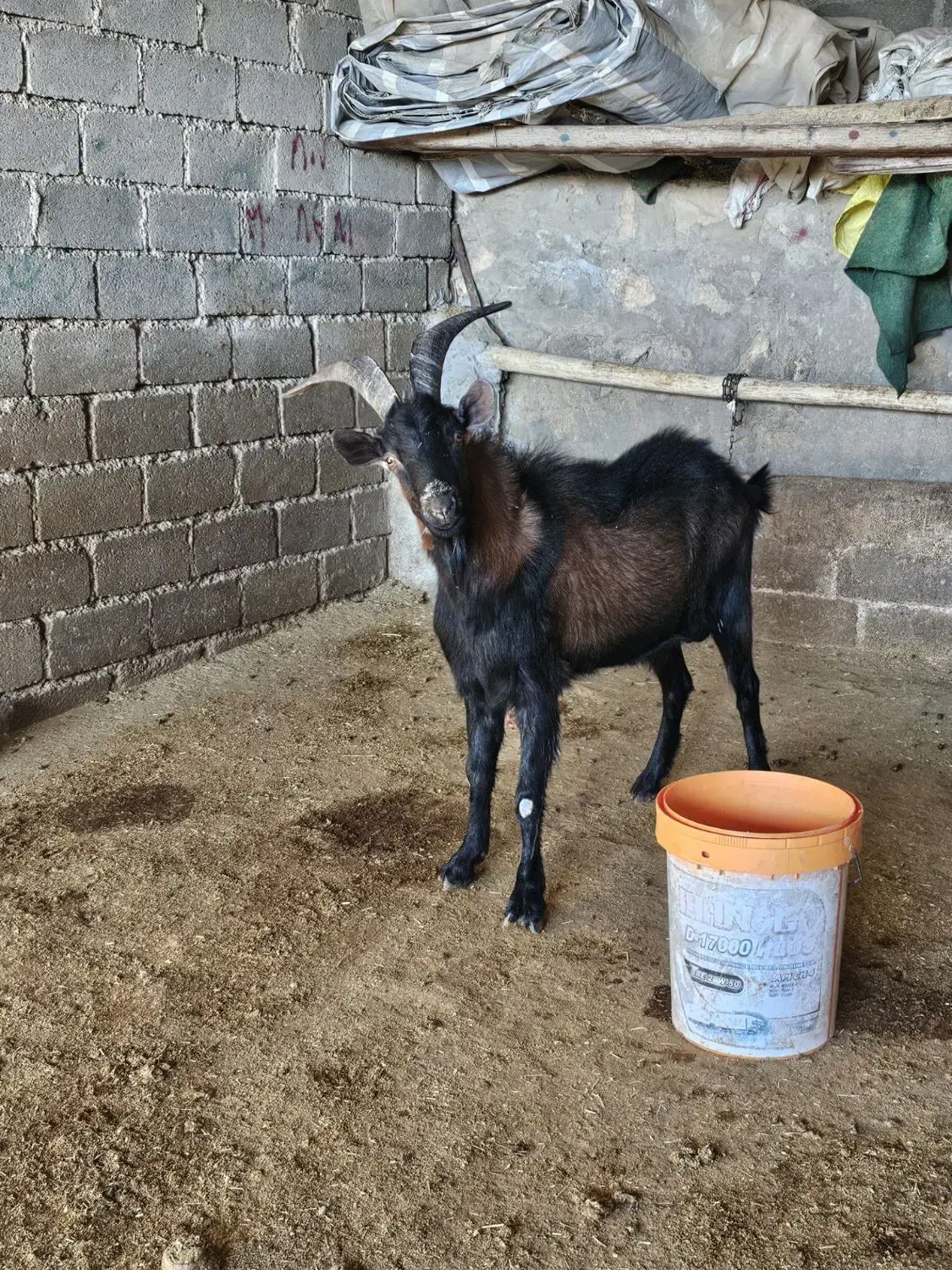 نربز یک ساله نژاد دار آلپاین|حیوانات مزرعه|کوهدشت, |دیوار