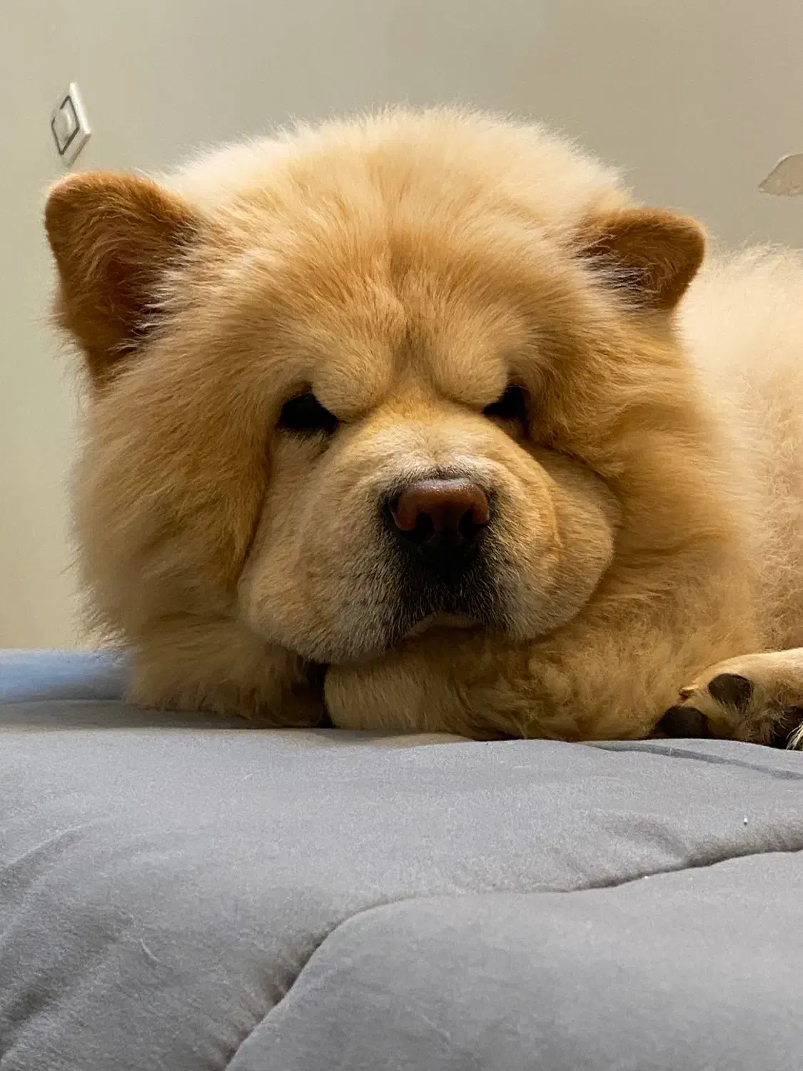 چاو چاو|سگ|تهران, نیروی هوایی (پیروزی)|دیوار