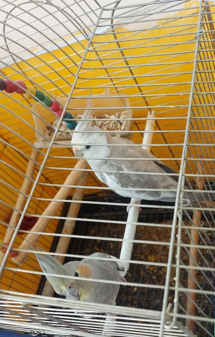 عروس هلندی  نرو ماده به همرا قفسشون|پرنده|لولمان, |دیوار