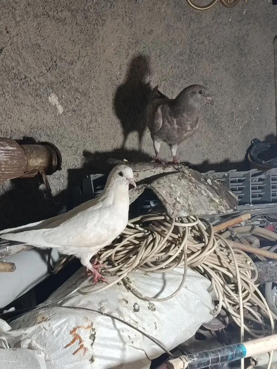 کفتر پرشی|پرنده|مشهد, چهارچشمه|دیوار