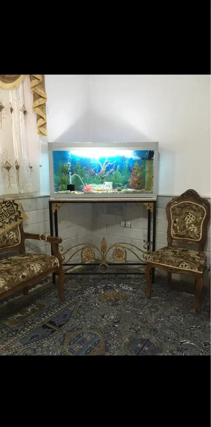 اکواریوم|ماهی|رفسنجان, |دیوار