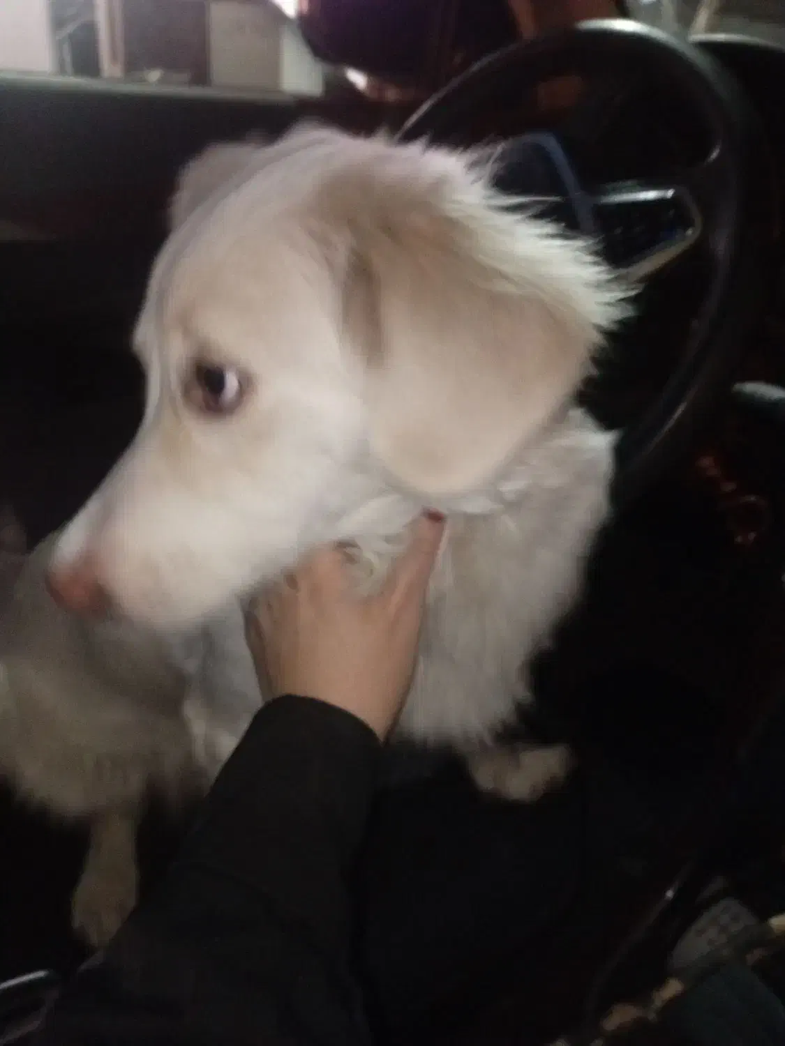 سگ واگذاری شیتزو|سگ|تهران, آهنگران (سراسیاب دولاب)|دیوار