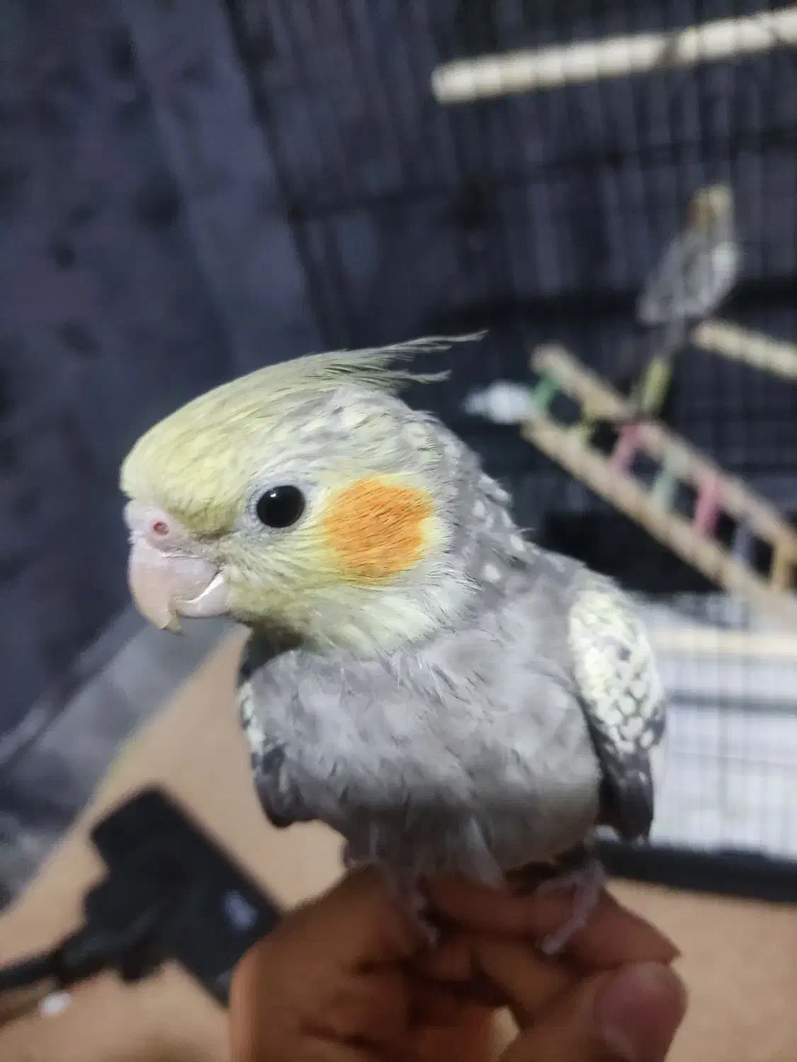 عروس هلندی|پرنده|سرپل ذهاب, |دیوار