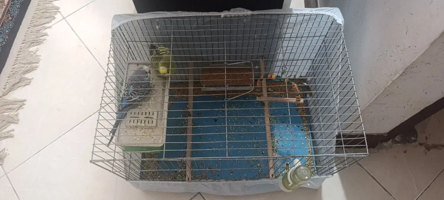 دوعد مرغ عشق نر با قفس|پرنده|فولادشهر, مسکن مهر فولادشهر|دیوار