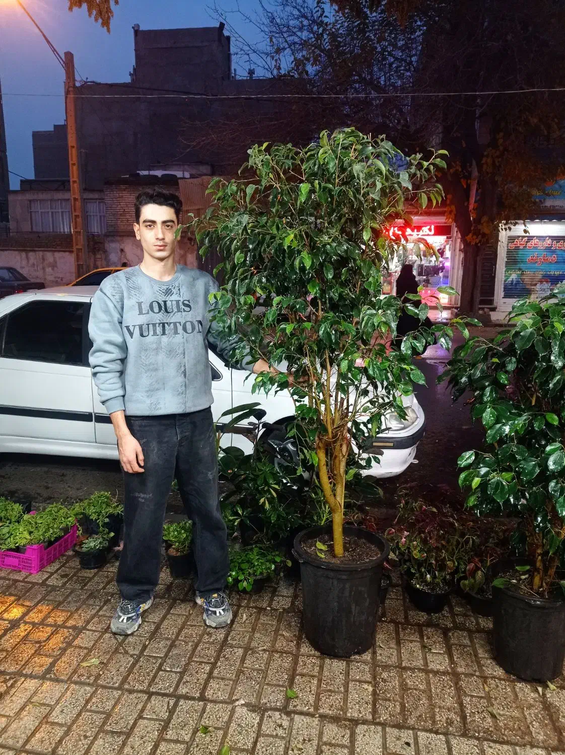 فیکوس|گل مصنوعی|مشهد, حیدرآباد|دیوار