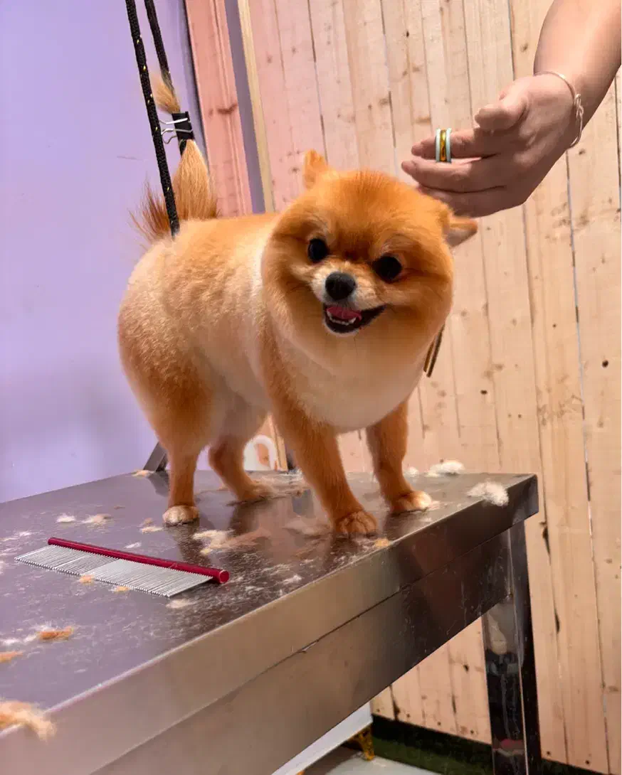 پامرانین پرتقالی ماده خرسی|سگ|تهران, جنتآباد شمالی|دیوار