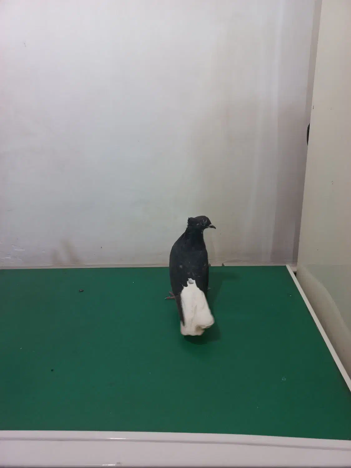 کبوتر دم سفید طوقی|پرنده|کارون, |دیوار