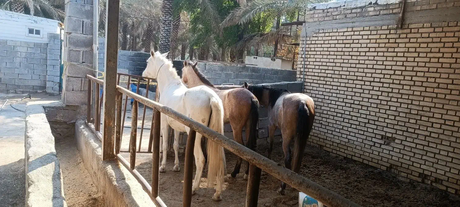 دوتا اسب حمدانی|اسب و تجهیزات اسبسواری|آبادان, |دیوار