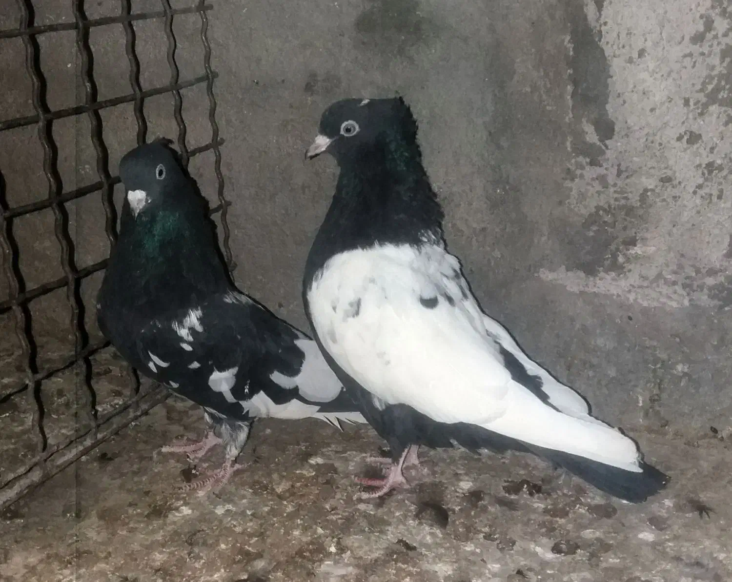 کفتر.کبوتر.کله سیاه.سینه سیاه|پرنده|مشهد, ایوان|دیوار