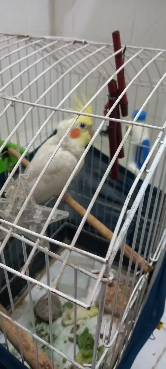 فروش عروس هلندی|پرنده|اندیشه, شهرک المهدی|دیوار