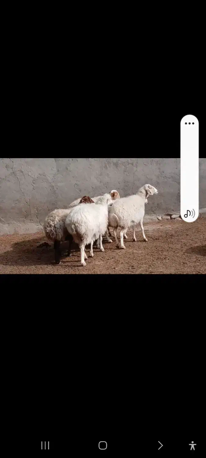 میش آبستن|حیوانات مزرعه|کاشمر, |دیوار