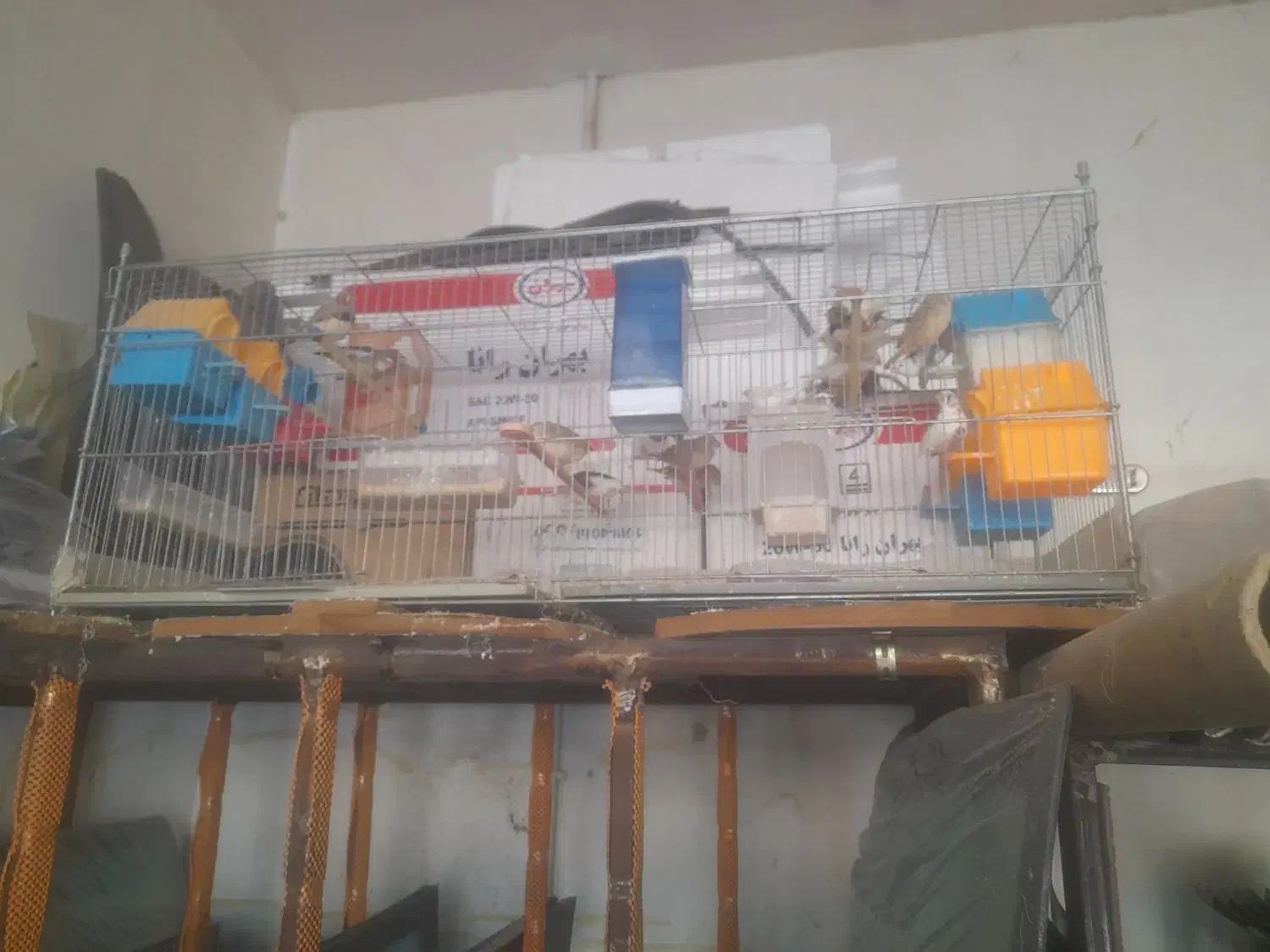 فنچ|پرنده|کنگاور, |دیوار