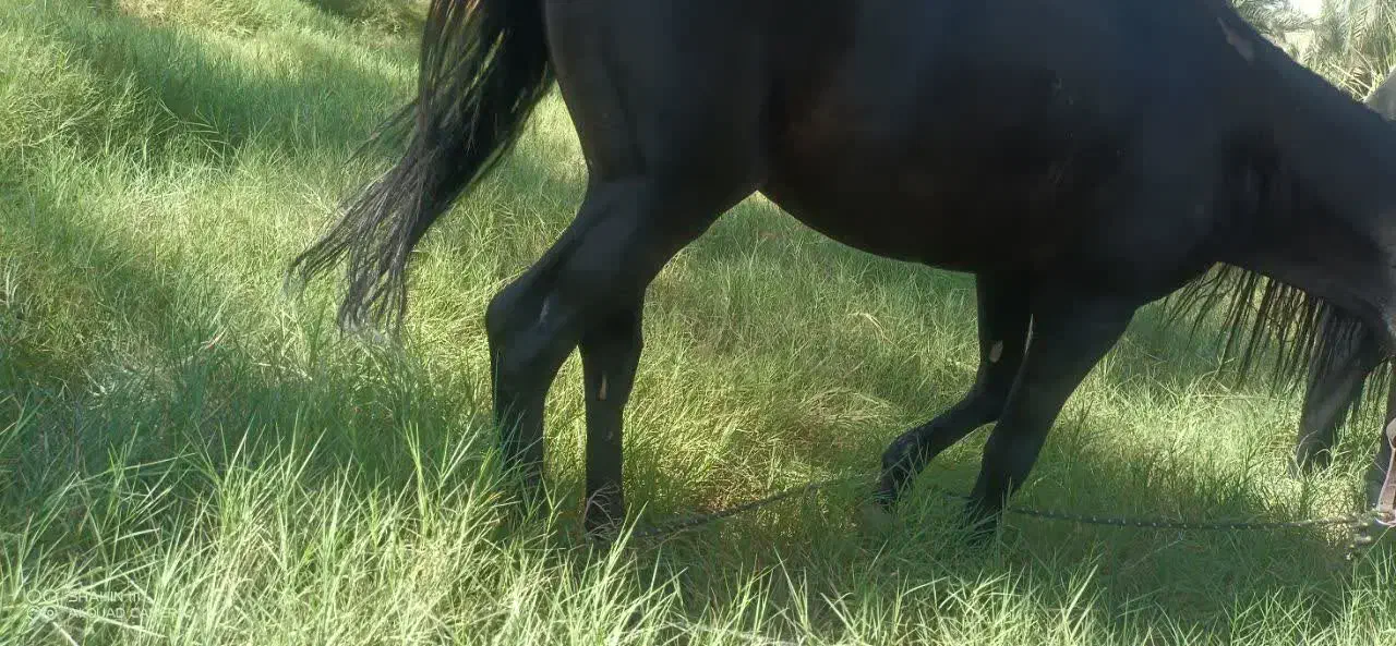 اسب عرب نر|اسب و تجهیزات اسبسواری|برازجان, |دیوار