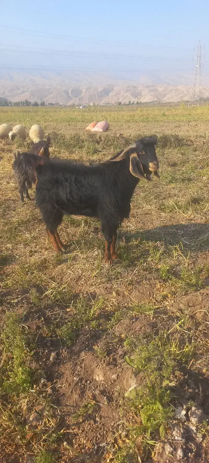 نر بز نژاد دار|حیوانات مزرعه|دره شهر, |دیوار