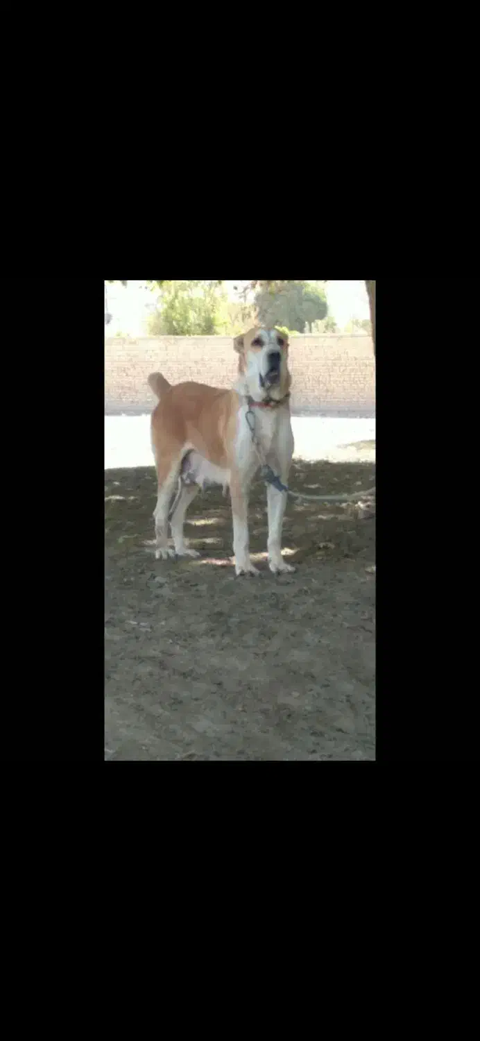 سگ ماده خراسانی درجه یک|سگ|ورامین, ورامین|دیوار