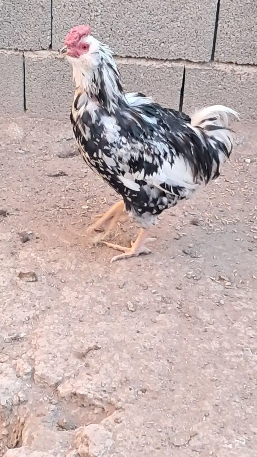 خروس گلین|حیوانات مزرعه|شهریار, کرد امیر|دیوار