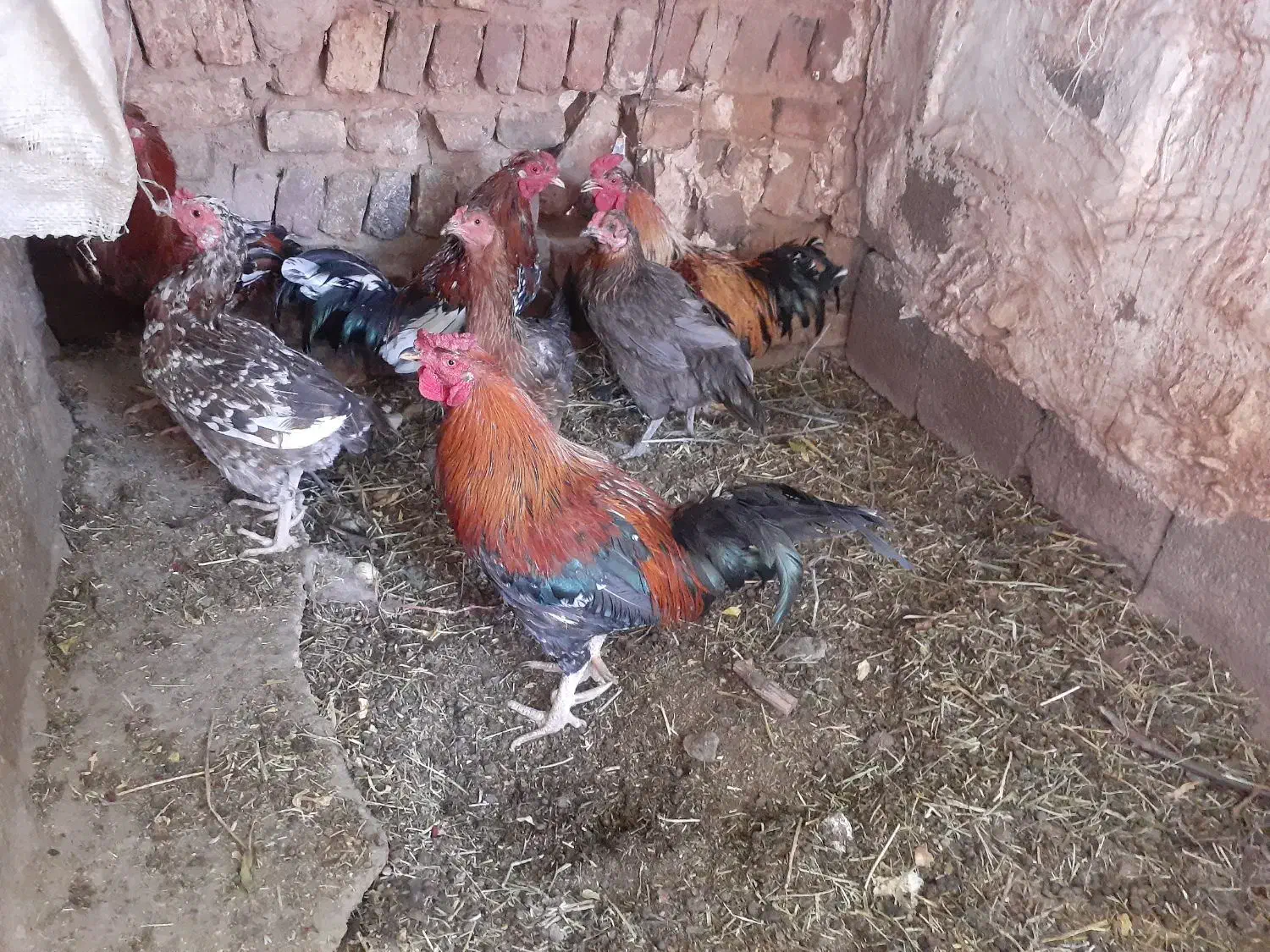 مرغ و خروس گلین بمی اصل|حیوانات مزرعه|ماهان, |دیوار