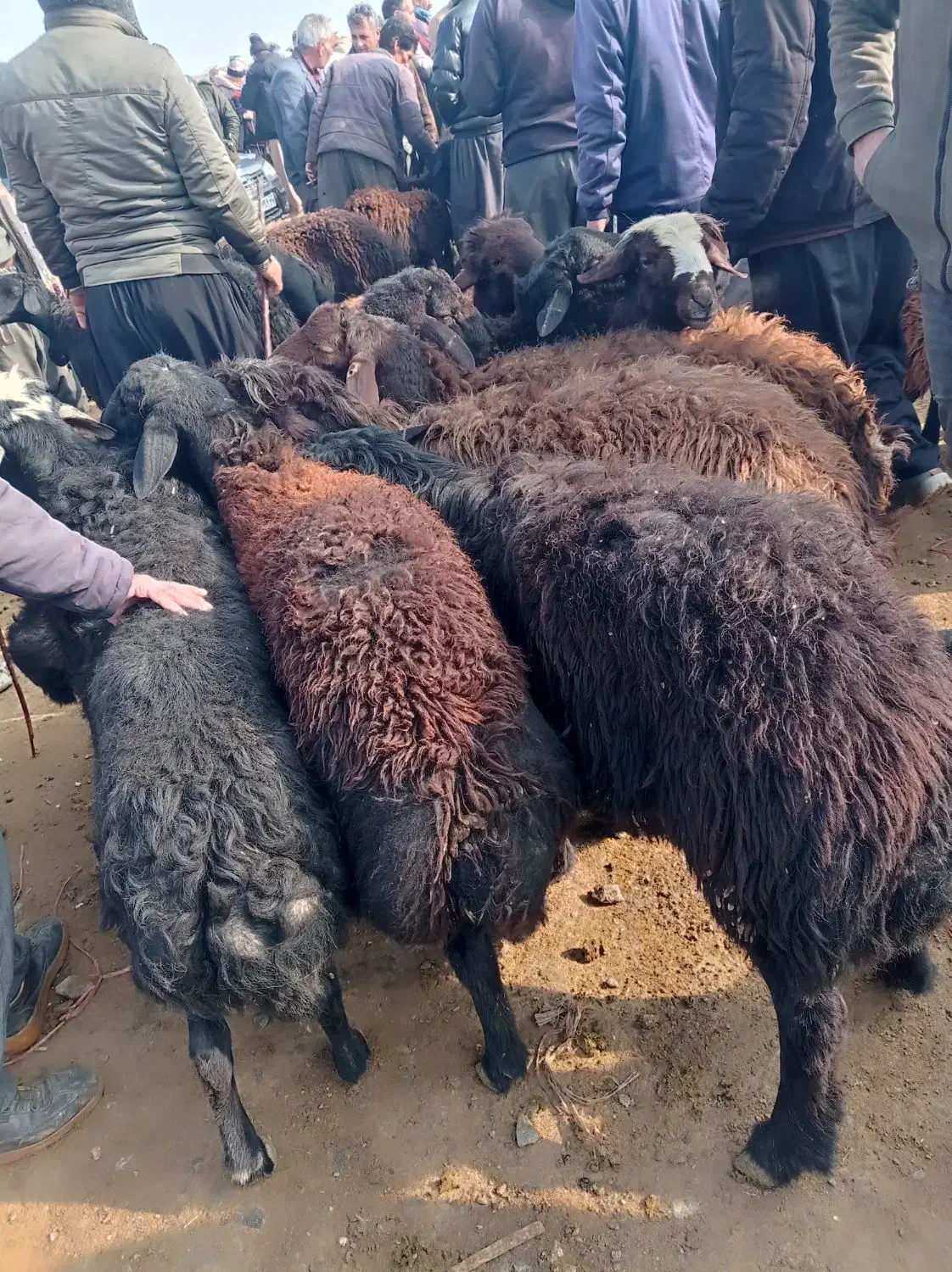 گوسفند های نر گوشتی|حیوانات مزرعه|باروق, |دیوار