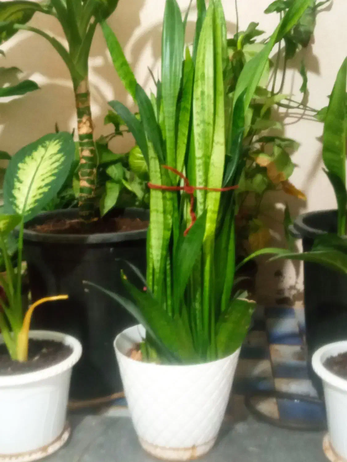 گل .|گل و گیاه طبیعی|شیراز, شهرک مهدیآباد|دیوار