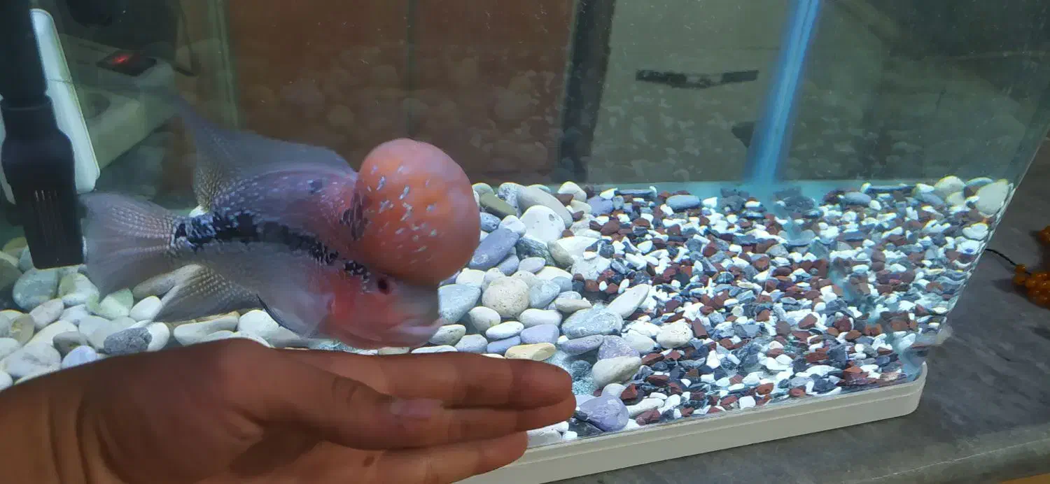 ماهی فلاور هورن رد دراگون|ماهی|سنندج, |دیوار