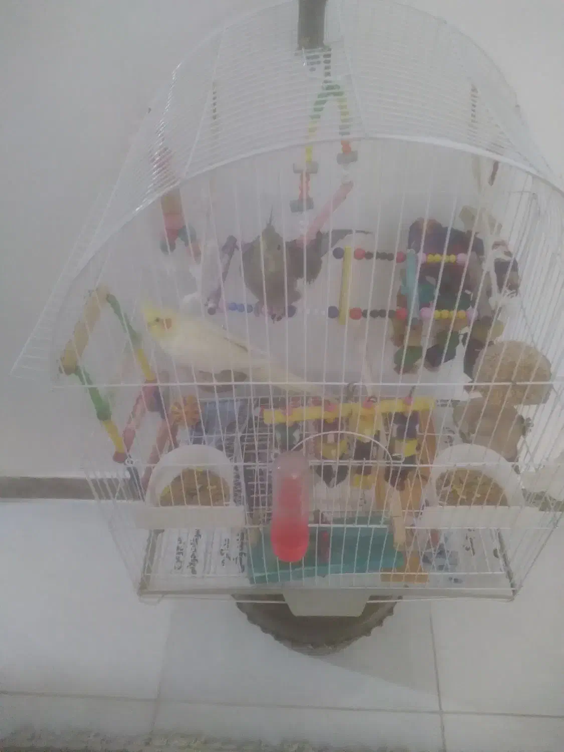 دو عدد طوطی عروس با تمام تجهیزات|پرنده|لنگرود, |دیوار