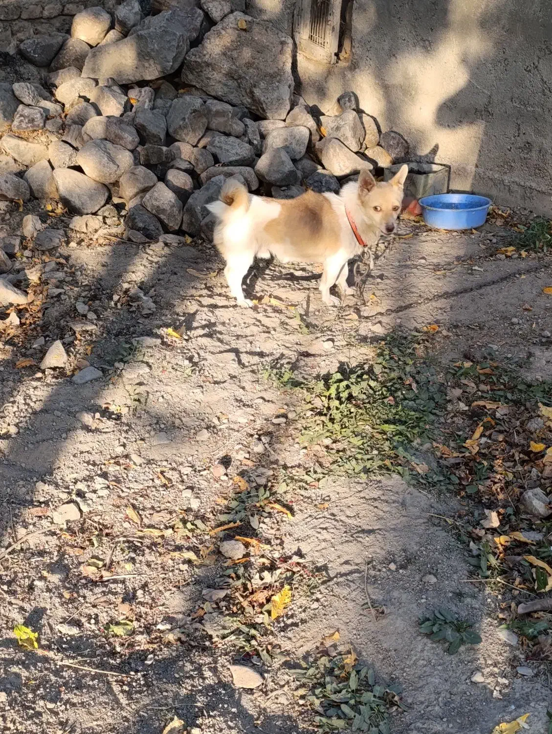 واگذاری پاکوتا|سگ|مهربان, |دیوار