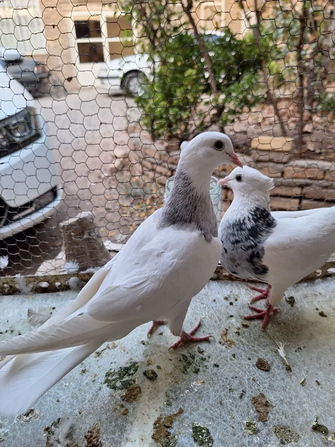 کفتر طوقی ماده|پرنده|تهران, مسگرآباد|دیوار