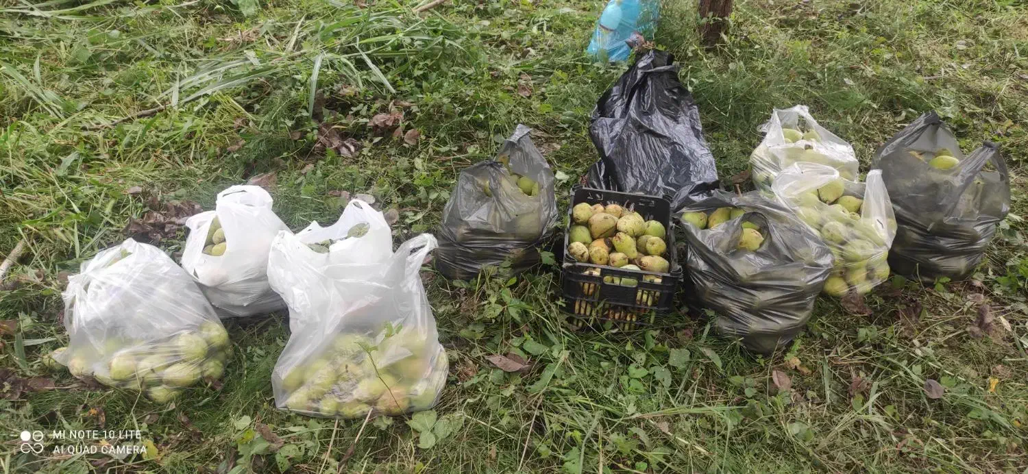 واگذاری درخت گلابی|خدمات باغبانی و درختکاری|رشت, شهرک صبا|دیوار