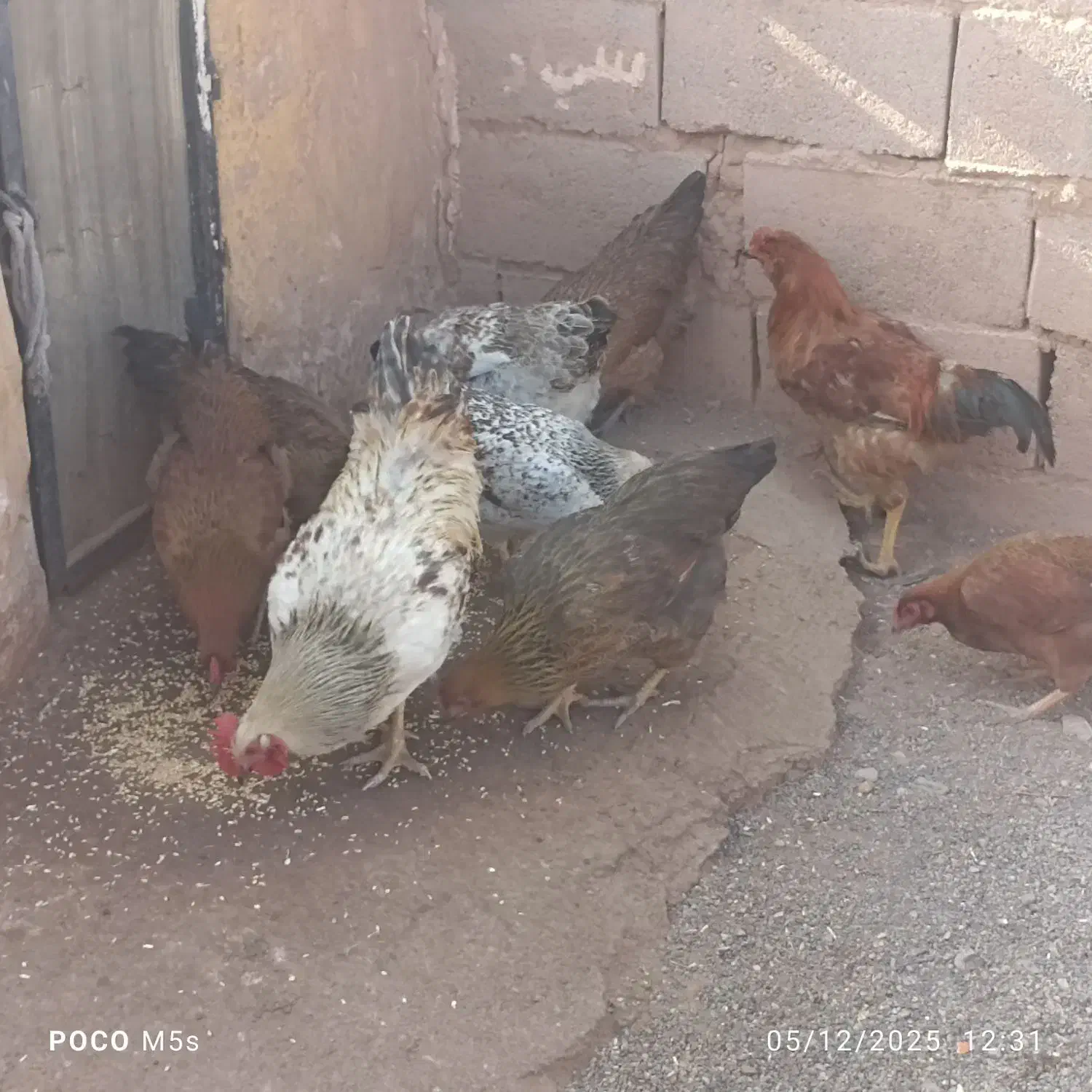 مرغ فروشی|حیوانات مزرعه|پائین جام, |دیوار