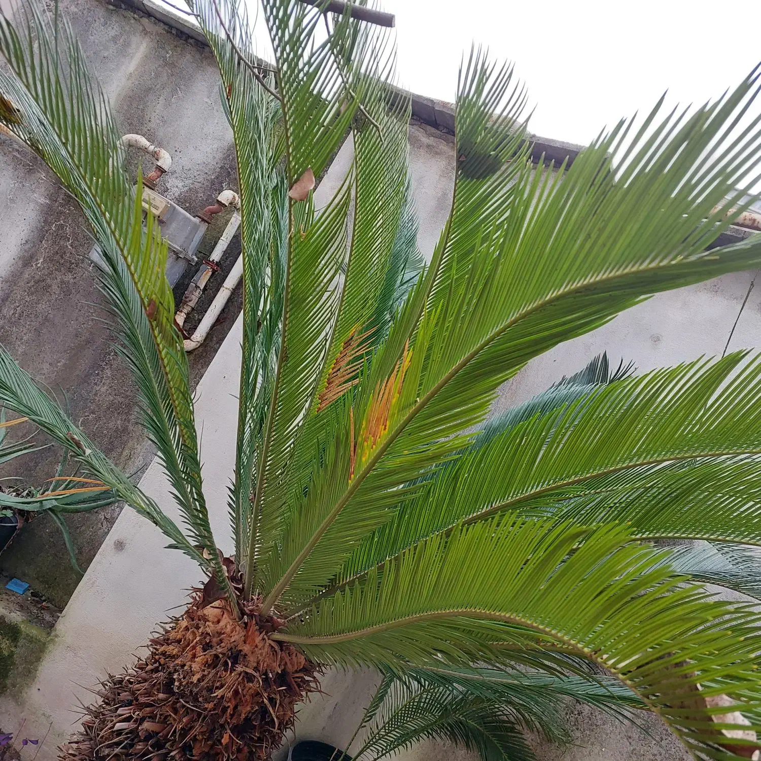 سیکاس دو متری|گل و گیاه طبیعی|رشت, معلم|دیوار