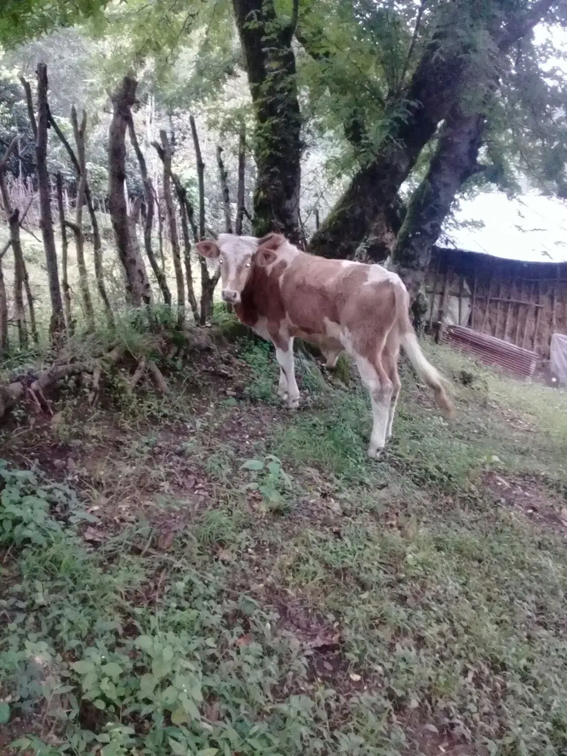 فروش کل دموس محلی|حیوانات مزرعه|املش, |دیوار