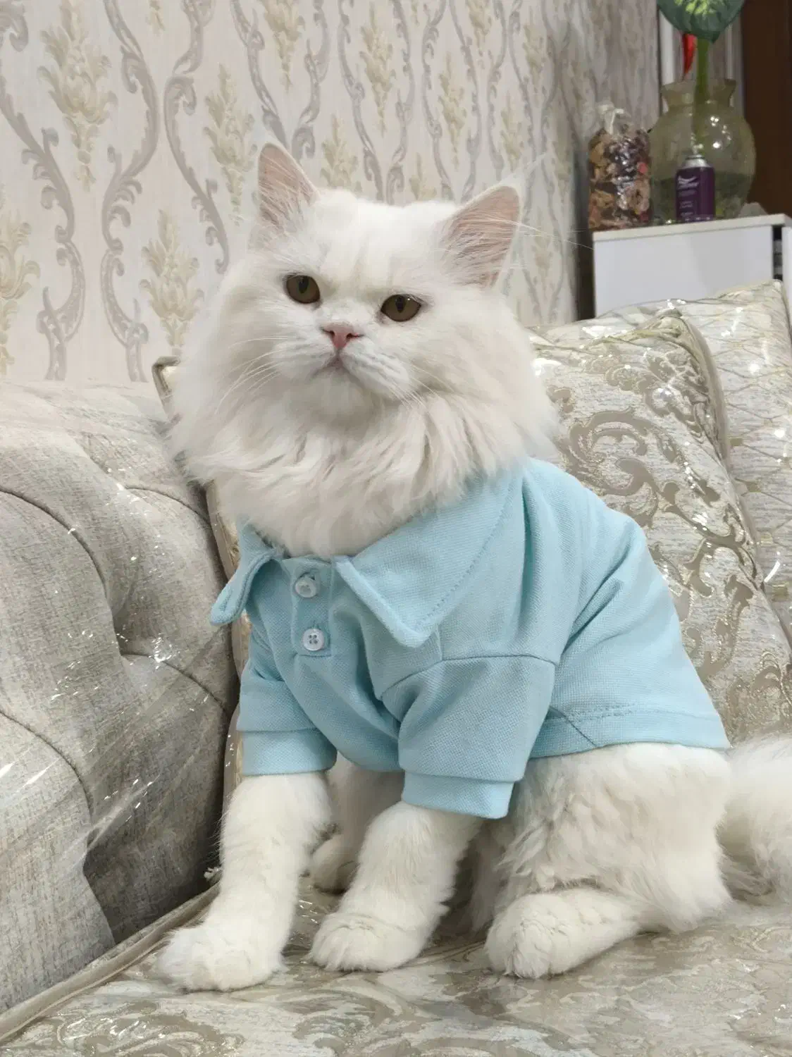 جفتگیری گربه نر|گربه|اسلامشهر, صادقیه|دیوار