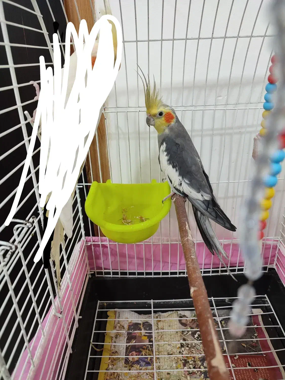 عروس هلندی نر بالغ|پرنده|آستانه اشرفیه, |دیوار