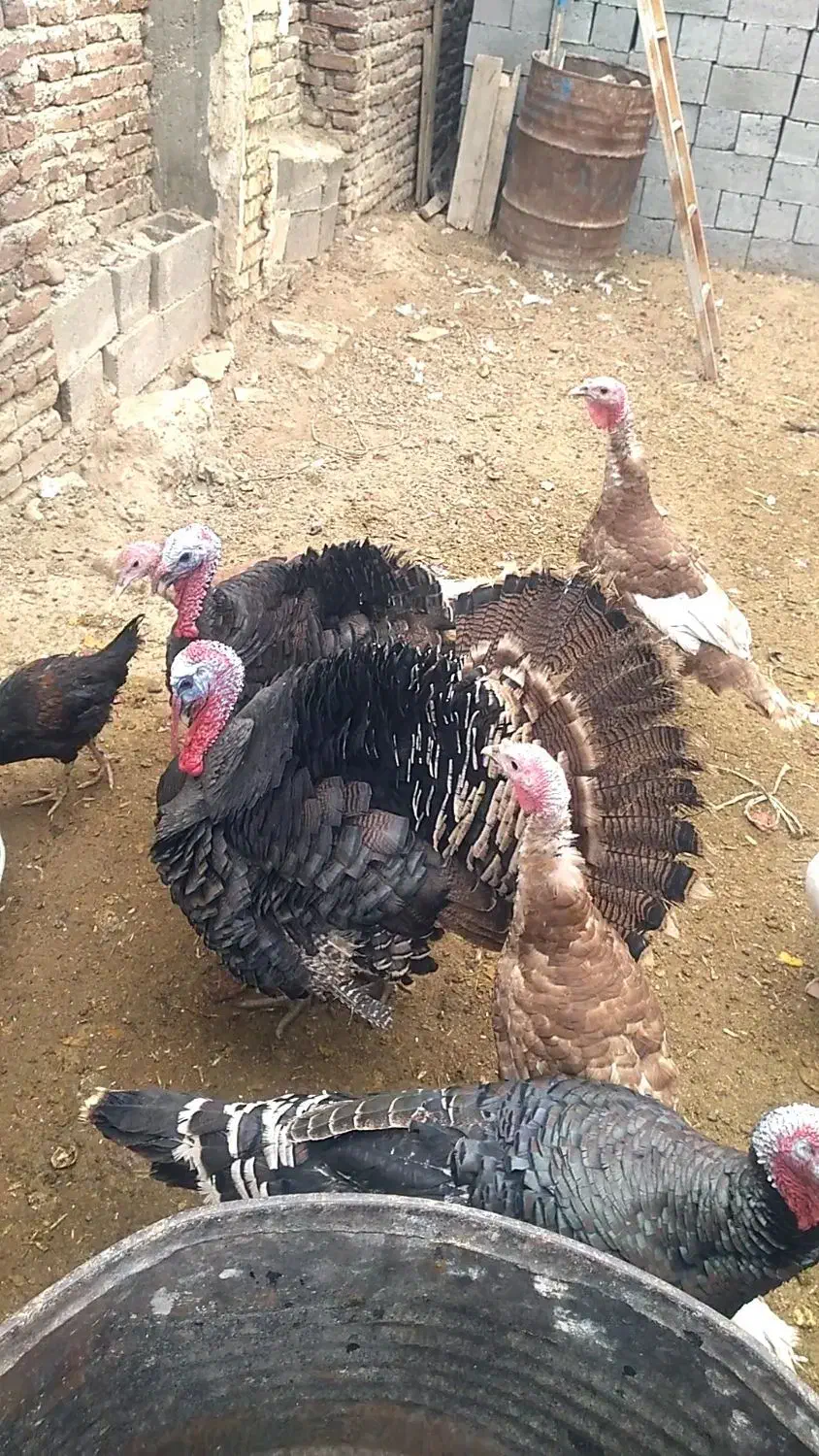 بوقلمون|حیوانات مزرعه|شاهین دژ, |دیوار