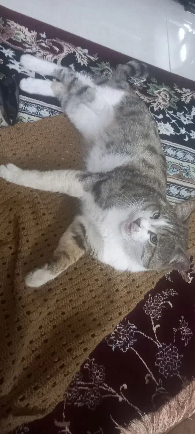 گربه|گربه|زنجان, |دیوار