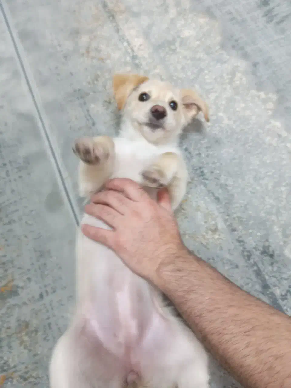 ویلو آماده واگذاری|سگ|تهران, شهرک صدرا|دیوار