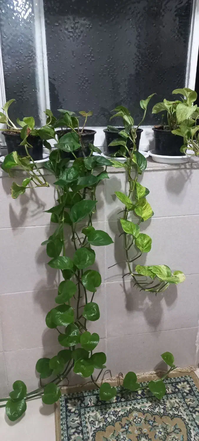 گلهای سبز|گل و گیاه طبیعی|رشت, آب آسیاب|دیوار