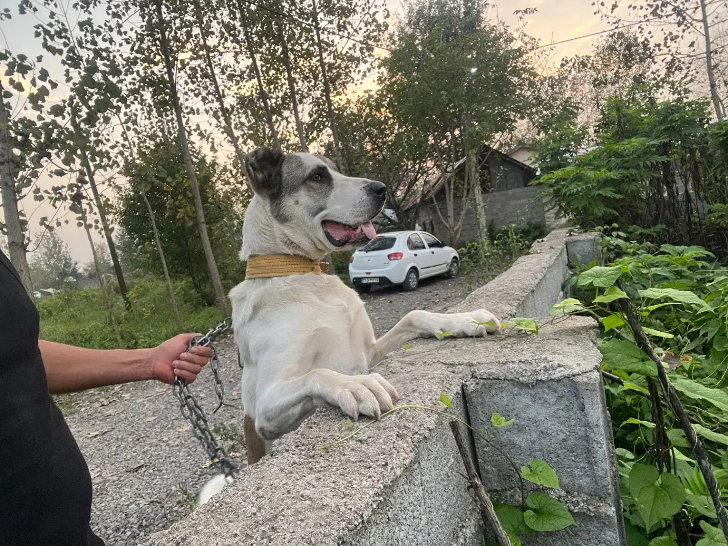 توله خراسانی|سگ|کوچصفهان, |دیوار