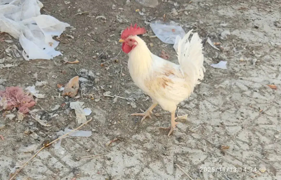 فروش دو عدد خروس|پرنده|باشت, |دیوار