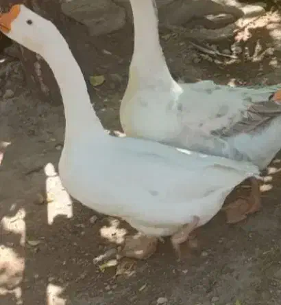 غاز محلی قوغاز|حیوانات مزرعه|تکاب, |دیوار