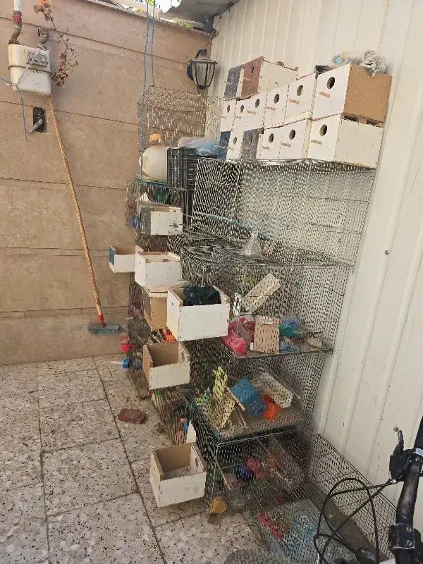 قفس مرغ عشق|لوازم جانبی حیوانات|شاهین‌شهر, شهرک مطهری|دیوار